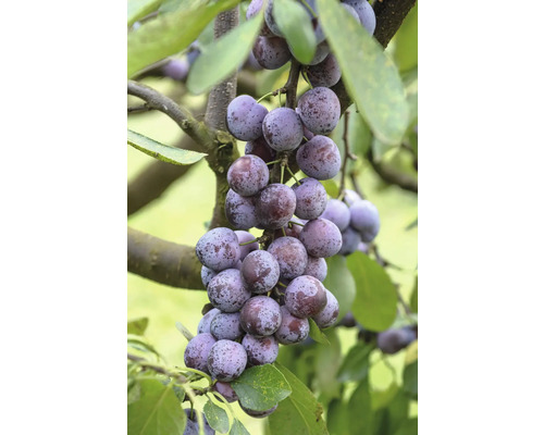 Pflaumenbaum mit reifen Pflaumen am Zweig