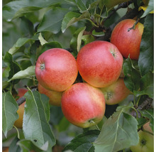 Apfelbaum mit reifen Äpfeln