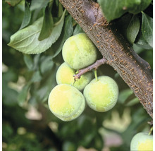 Grüne Pflaumen am Ast