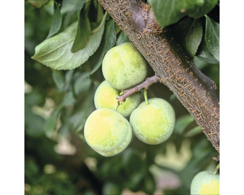 Grüne Pflaumen am Ast