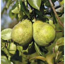 Zwei Birnen hängen an einem Zweig mit Blättern.