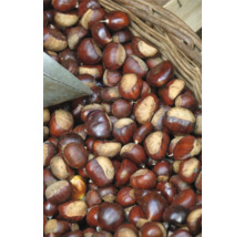 Korb mit Kastanien