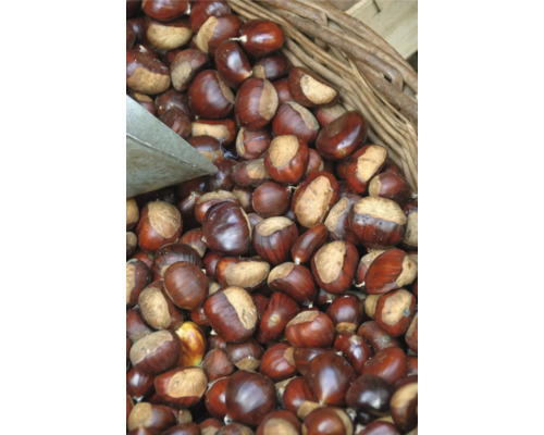 Korb mit Kastanien