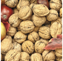 Nahaufnahme von Walnüssen mit Äpfeln und Herbstlaub