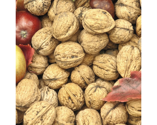 Nahaufnahme von Walnüssen mit Äpfeln und Herbstlaub
