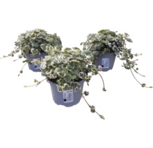 Drei Silberblatt Pflanzen im Topf