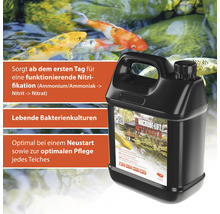 Microbe Lift Nite Out II Flasche zur Teichpflege mit Bakterienkulturen und Karpfen im Hintergrund.