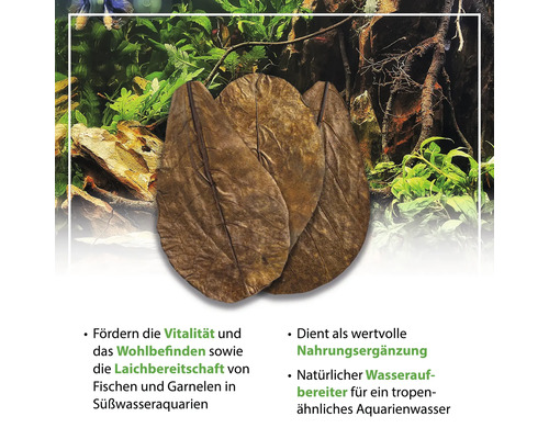 Seemandelbaumblätter für Süßwasseraquarien