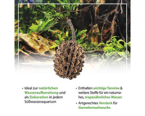 Aquariendekoration Erlenzapfen zur natürlichen Wasseraufbereitung