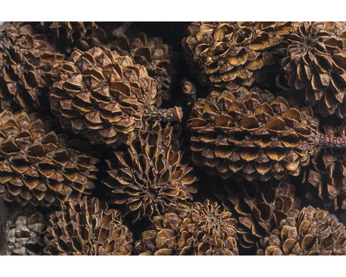 Nahaufnahme von Erlenzapfen