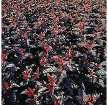 Feld mit rotblättrigen Blasenspieren