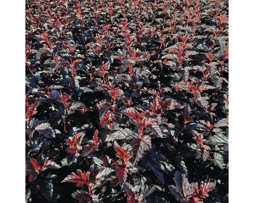 Feld mit rotblättrigen Blasenspieren