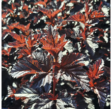 Blätter der Blasenspiere im Detail