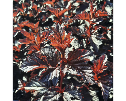 Blätter der Blasenspiere im Detail