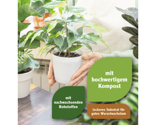 Person hält Topfpflanze mit hochwertigem Kompost und nachwachsenden Rohstoffen