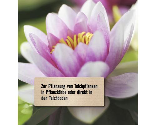 Seerose mit dem Hinweis zur Pflanzung von Teichpflanzen in Pflanzkörbe oder direkt in den Teichboden