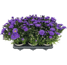 Lila Aster im Topf
