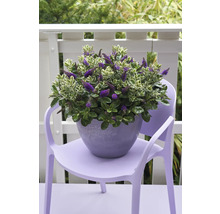Blühende Strauchveronika im Topf auf einem Stuhl