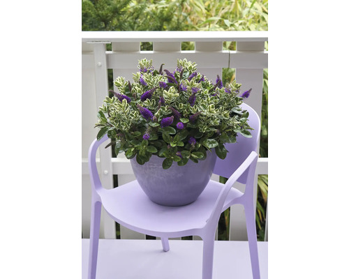 Blühende Strauchveronika im Topf auf einem Stuhl