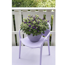 Blühende Hebe Pflanze im Topf auf einem Stuhl