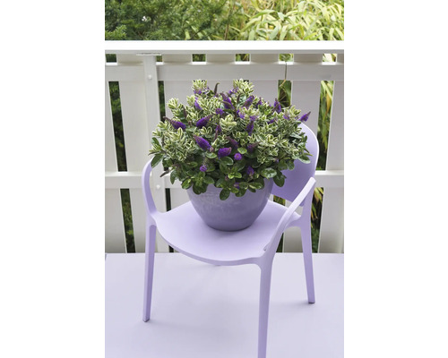 Blühende Hebe Pflanze im Topf auf einem Stuhl
