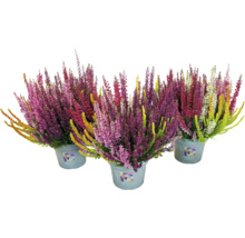 Drei Töpfe mit Erika-Heidekraut in verschiedenen Farben