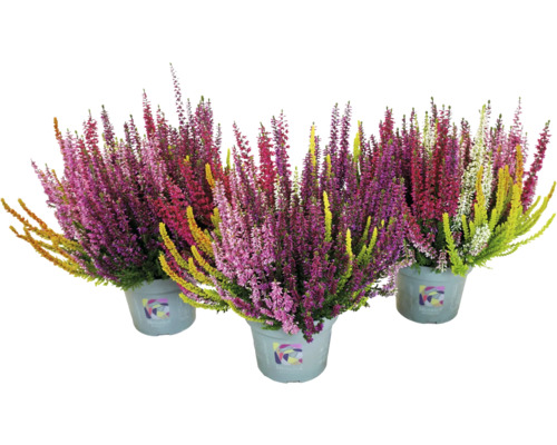 Drei Töpfe mit Erika-Heidekraut in verschiedenen Farben