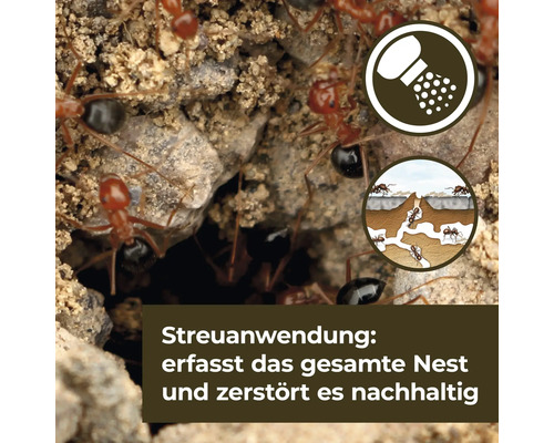 Anwendung des Streumittels gegen Ameisen: Erfasst das gesamte Nest und zerstört es nachhaltig.