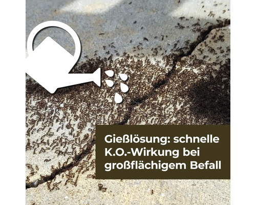 Darstellung von Ameisenbefall mit Gießlösung und Bewässerungssymbol.