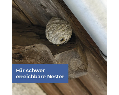 Wespennest an einem Holzbalken