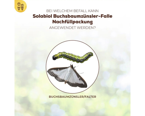 Abbildung eines Buchsbaumzünslers als Raupe und Falter