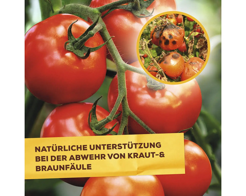 Tomaten an der Pflanze, Textfeld mit Informationen zur natürlichen Unterstützung bei der Bekämpfung von Kraut- und Braunfäule