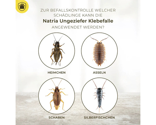 Information zur Schädlingsbekämpfung mit der Natria Ungeziefer Klebefalle, mit Abbildungen von Grillen, Kellerasseln, Schaben und Silberfischchen