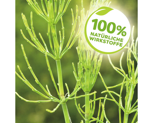 Ackerschachtelhalm mit Siegel 100 Prozent natürliche Wirkstoffe