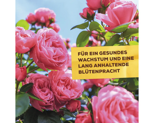 Rosen mit dem Text Für ein gesundes Wachstum und eine lang anhaltende Blütenpracht
