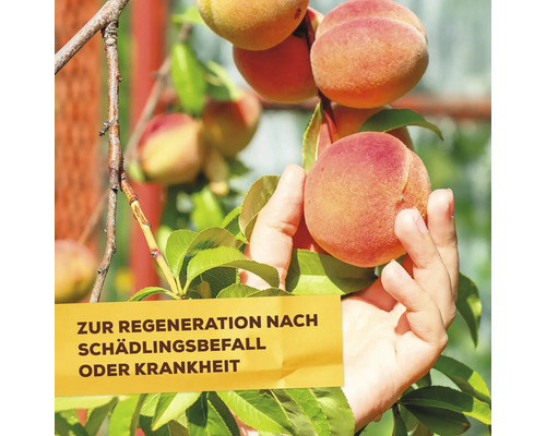 Pfirsiche am Baum mit Hinweis zur Regeneration nach Schädlingsbefall oder Krankheit