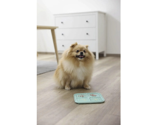 Ein beiger Zwergspitz sitzt neben einem Fressnapf auf dem Boden.