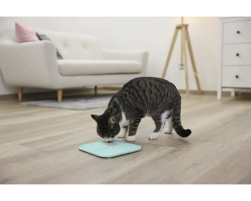 Katze frisst von einem Fressnapf auf dem Boden in einem Wohnraum.