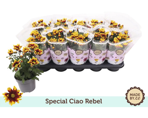 Tray mit Chrysanthemen im Topf