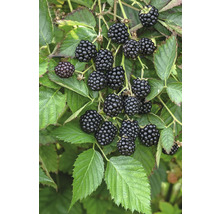 Brombeeren an einem Brombeerstrauch