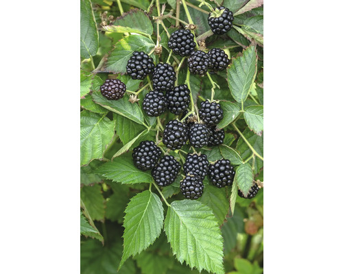 Bio Brombeere Hof:Obst Rubus fruticosus 'Loch Ness' H 30-40 cm T 15 cm Brombeeren an einem Brombeerstrauch