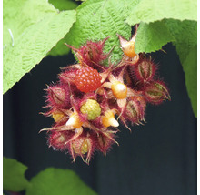 Nahaufnahme einer Japanischen Weinbeere mit reifen und unreifen Früchten