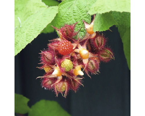 Nahaufnahme einer Japanischen Weinbeere mit reifen und unreifen Früchten