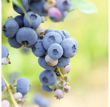 Nahaufnahme von reifen Blaubeeren am Strauch