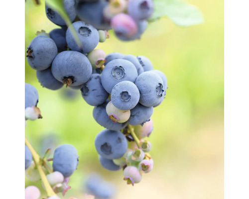 Nahaufnahme von reifen Blaubeeren am Strauch