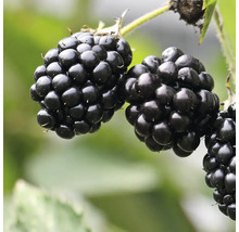 Nahaufnahme von Brombeeren an einer Pflanze