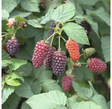 Dornenlose Brombeere mit reifen und unreifen Früchten an einem Strauch