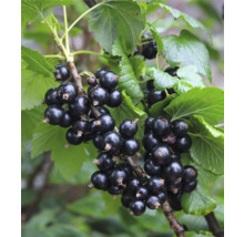 Schwarze Johannisbeeren an einem Zweig mit Blättern