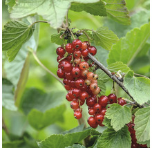 Rote Johannisbeeren am Strauch mit grünen Blättern