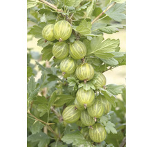 Zweig mit Stachelbeeren und Blättern